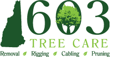 603 Tree Care